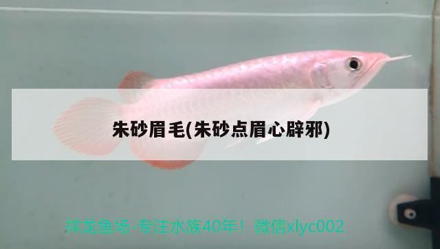 朱砂眉毛(朱砂點眉心辟邪) 觀賞魚