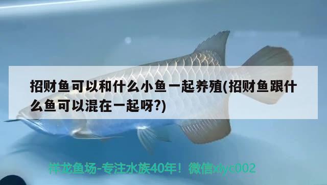 招財魚可以和什么小魚一起養(yǎng)殖(招財魚跟什么魚可以混在一起呀?)