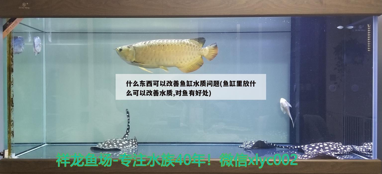 什么東西可以改善魚缸水質問題(魚缸里放什么可以改善水質,對魚有好處) 青龍魚