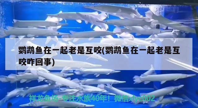 鸚鵡魚在一起老是互咬(鸚鵡魚在一起老是互咬咋回事) 鸚鵡魚