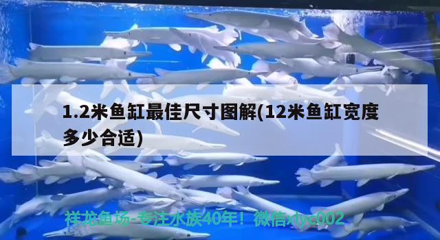 1.2米魚缸最佳尺寸圖解(12米魚缸寬度多少合適) 刀魚魚