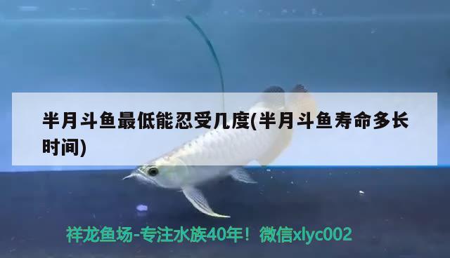 半月斗魚(yú)最低能忍受幾度(半月斗魚(yú)壽命多長(zhǎng)時(shí)間)