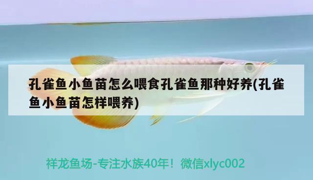 孔雀魚小魚苗怎么喂食孔雀魚那種好養(yǎng)(孔雀魚小魚苗怎樣喂養(yǎng)) 觀賞魚