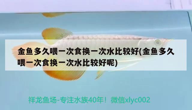 金魚多久喂一次食換一次水比較好(金魚多久喂一次食換一次水比較好呢) 觀賞魚