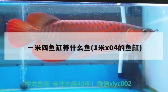 一米四魚缸養(yǎng)什么魚(1米x04的魚缸) 觀賞魚魚苗