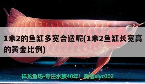 1米2的魚缸多寬合適呢(1米2魚缸長寬高的黃金比例) 朱巴利魚