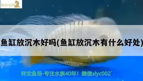 魚缸放沉木好嗎(魚缸放沉木有什么好處)