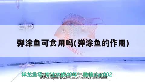 彈涂魚可食用嗎(彈涂魚的作用) 觀賞魚