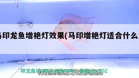 馬印龍魚增艷燈效果(馬印增艷燈適合什么魚)