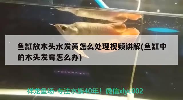 魚缸放木頭水發(fā)黃怎么處理視頻講解(魚缸中的木頭發(fā)霉怎么辦) 黑金魟魚