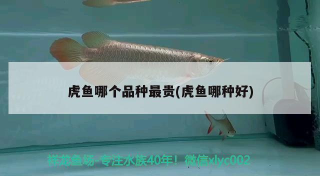 虎魚哪個品種最貴(虎魚哪種好) 虎魚百科