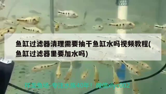 魚缸過濾器清理需要抽干魚缸水嗎視頻教程(魚缸過濾器里要加水嗎)