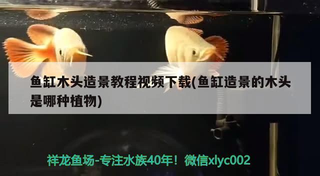 魚(yú)缸木頭造景教程視頻下載(魚(yú)缸造景的木頭是哪種植物)