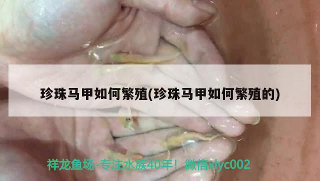 珍珠馬甲如何繁殖(珍珠馬甲如何繁殖的) 觀賞魚