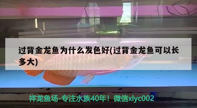 過背金龍魚為什么發(fā)色好(過背金龍魚可以長多大) 過背金龍魚