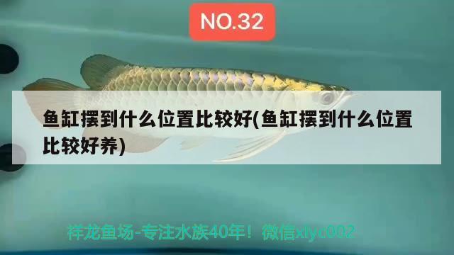 魚缸擺到什么位置比較好(魚缸擺到什么位置比較好養(yǎng)) 黃金達摩魚