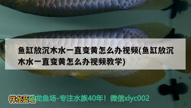 魚缸放沉木水一直變黃怎么辦視頻(魚缸放沉木水一直變黃怎么辦視頻教學)