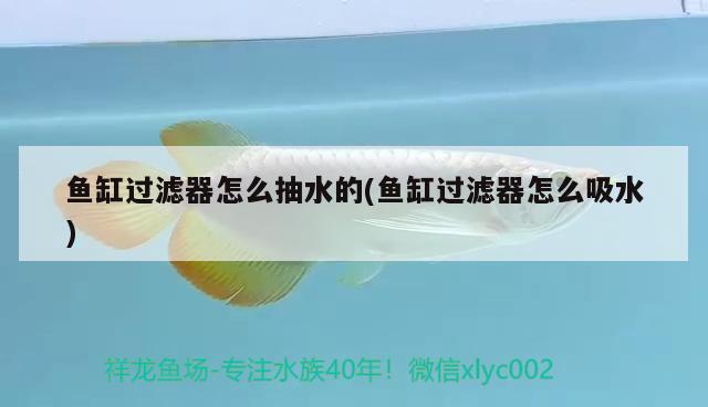 魚缸過濾器怎么抽水的(魚缸過濾器怎么吸水)