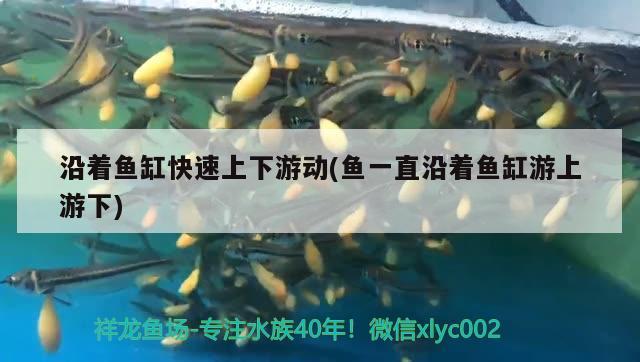 沿著魚(yú)缸快速上下游動(dòng)(魚(yú)一直沿著魚(yú)缸游上游下) 古典過(guò)背金龍魚(yú)