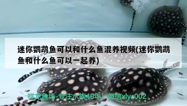 迷你鸚鵡魚可以和什么魚混養(yǎng)視頻(迷你鸚鵡魚和什么魚可以一起養(yǎng)) 鸚鵡魚