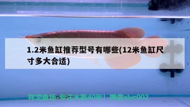 1.2米魚缸推薦型號(hào)有哪些(12米魚缸尺寸多大合適)