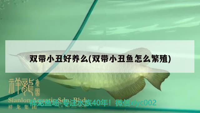 雙帶小丑好養(yǎng)么(雙帶小丑魚怎么繁殖) 海水魚