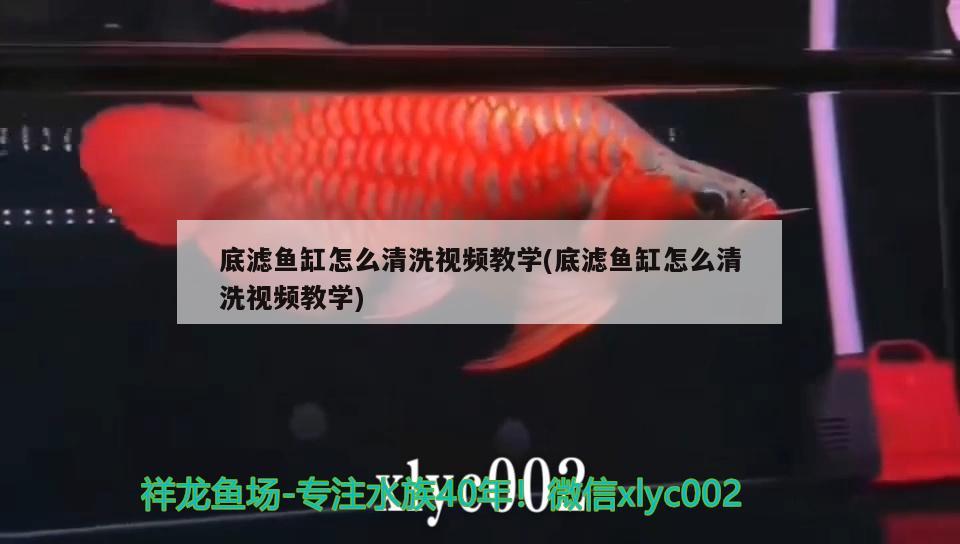 底濾魚(yú)缸怎么清洗視頻教學(xué)(底濾魚(yú)缸怎么清洗視頻教學(xué))