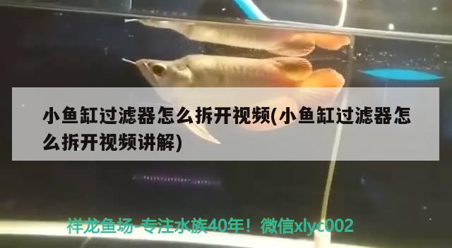 小魚缸過濾器怎么拆開視頻(小魚缸過濾器怎么拆開視頻講解) 黃金達摩魚