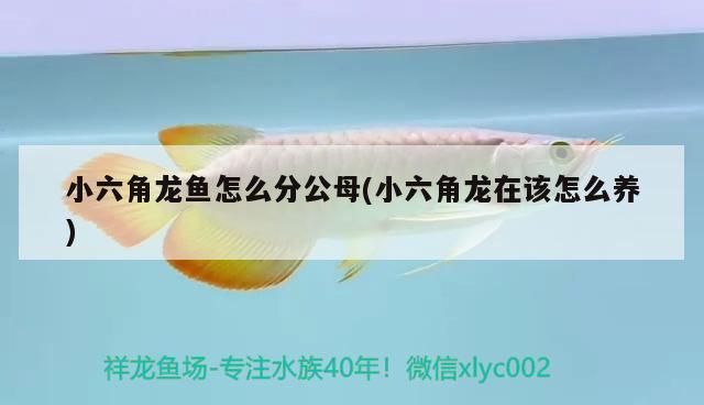 小六角龍魚怎么分公母(小六角龍在該怎么養(yǎng)) 觀賞魚