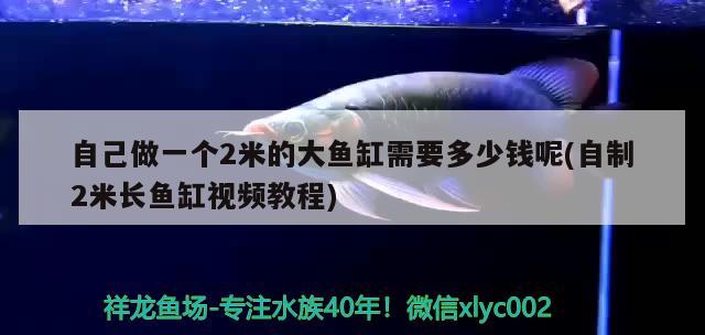 自己做一個2米的大魚缸需要多少錢呢(自制2米長魚缸視頻教程) 巴西亞魚苗