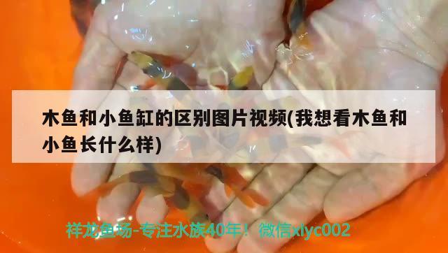 木魚和小魚缸的區(qū)別圖片視頻(我想看木魚和小魚長什么樣) 白子關(guān)刀魚