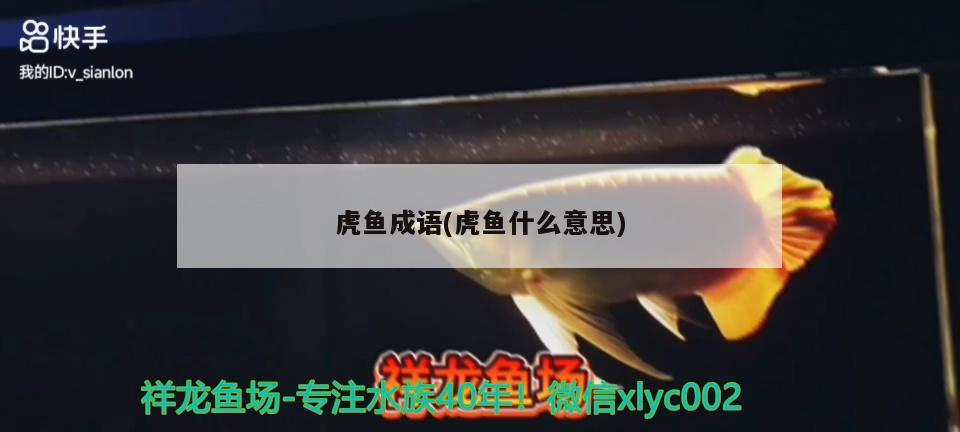 虎魚成語(虎魚什么意思) 虎魚百科