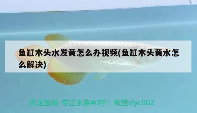 魚缸木頭水發(fā)黃怎么辦視頻(魚缸木頭黃水怎么解決) 2025第29屆中國國際寵物水族展覽會CIPS（長城寵物展2025 CIPS）