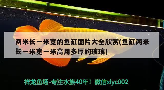 兩米長一米寬的魚缸圖片大全欣賞(魚缸兩米長一米寬一米高用多厚的玻璃) 虎魚百科