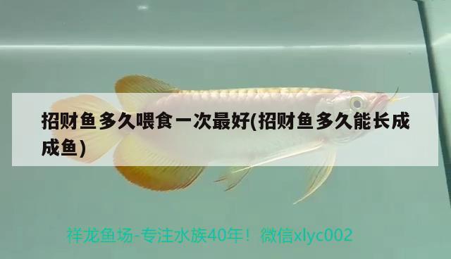 招財(cái)魚多久喂食一次最好(招財(cái)魚多久能長(zhǎng)成成魚) 觀賞魚