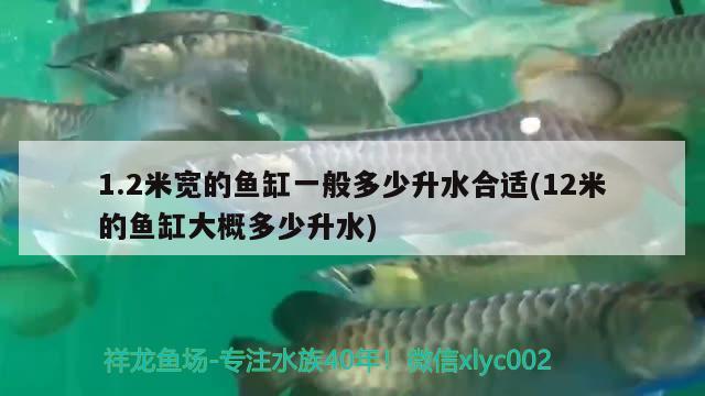 1.2米寬的魚缸一般多少升水合適(12米的魚缸大概多少升水) 藍帆三間魚