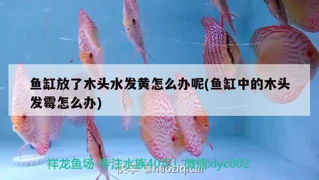 魚缸放了木頭水發(fā)黃怎么辦呢(魚缸中的木頭發(fā)霉怎么辦) 觀賞魚企業(yè)目錄