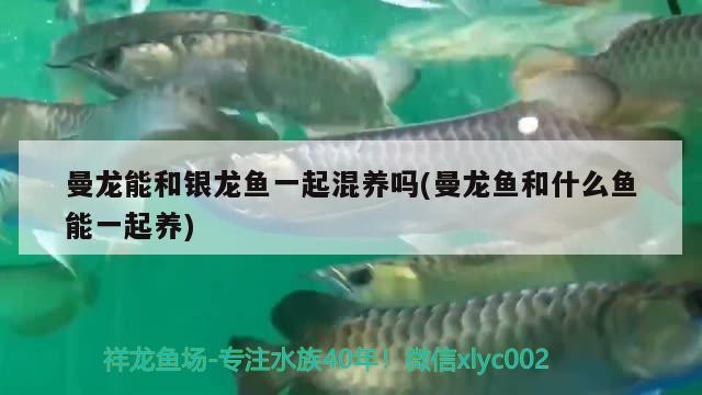 曼龍能和銀龍魚一起混養(yǎng)嗎(曼龍魚和什么魚能一起養(yǎng)) 銀龍魚