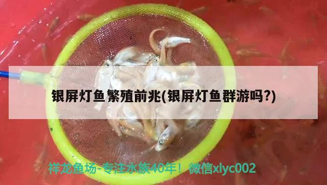 銀屏燈魚(yú)繁殖前兆(銀屏燈魚(yú)群游嗎?) 觀(guān)賞魚(yú)