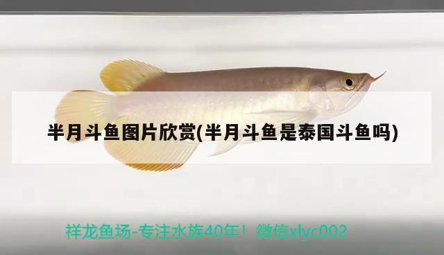 半月斗魚圖片欣賞(半月斗魚是泰國(guó)斗魚嗎)