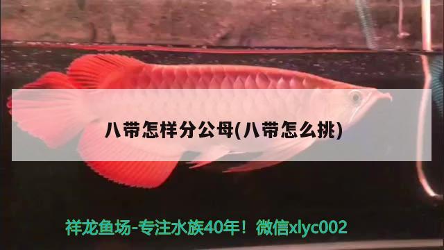 八帶怎樣分公母(八帶怎么挑) 觀賞魚