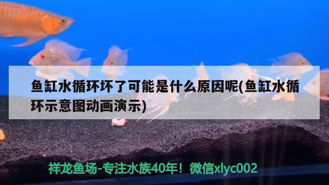 魚缸水循環(huán)壞了可能是什么原因呢(魚缸水循環(huán)示意圖動畫演示) 綠皮辣椒小紅龍