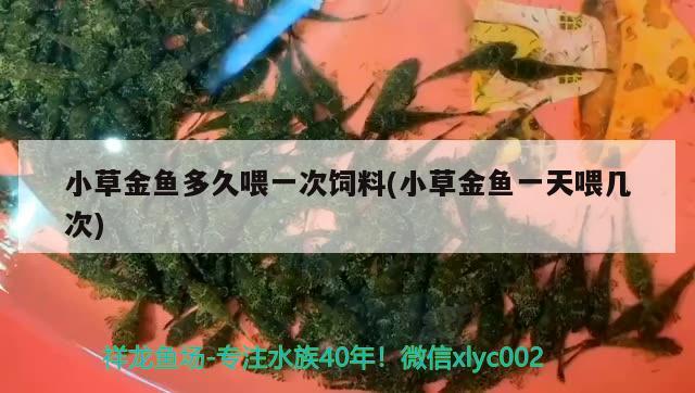 小草金魚多久喂一次飼料(小草金魚一天喂幾次) 觀賞魚