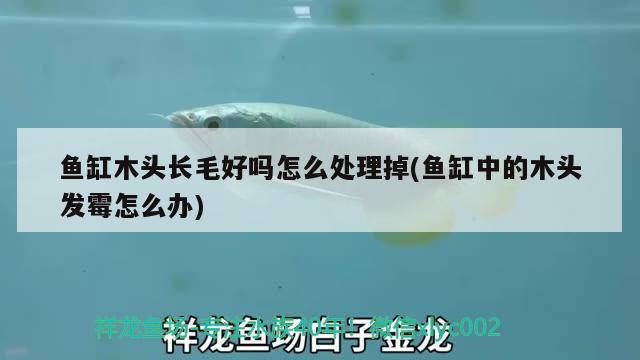 魚缸木頭長毛好嗎怎么處理掉(魚缸中的木頭發(fā)霉怎么辦) 福滿鉆魚