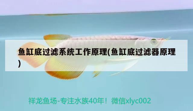 魚缸底過濾系統(tǒng)工作原理(魚缸底過濾器原理) 印尼紅龍魚