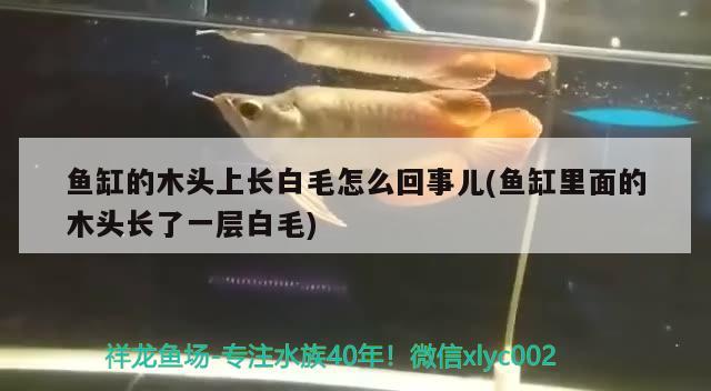 魚缸的木頭上長白毛怎么回事兒(魚缸里面的木頭長了一層白毛)