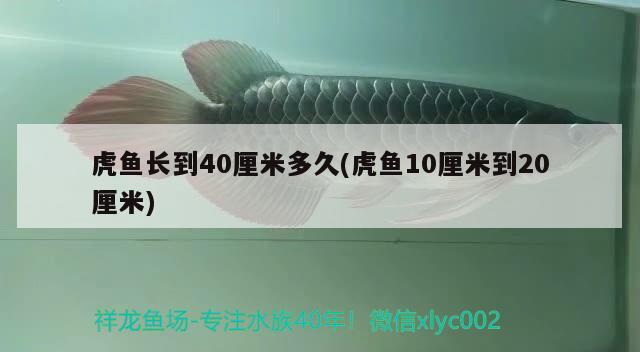 虎魚長到40厘米多久(虎魚10厘米到20厘米)