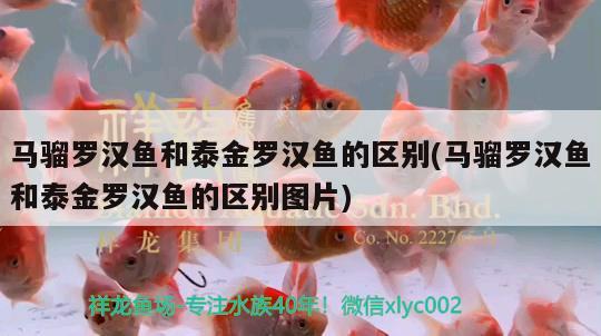 馬騮羅漢魚和泰金羅漢魚的區(qū)別(馬騮羅漢魚和泰金羅漢魚的區(qū)別圖片)