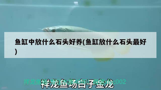 魚缸中放什么石頭好養(yǎng)(魚缸放什么石頭最好) 溫控設(shè)備