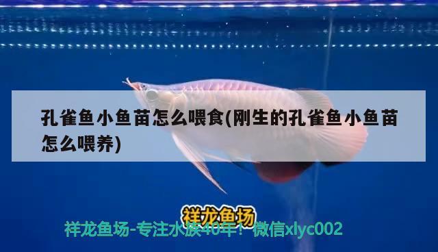 孔雀魚(yú)小魚(yú)苗怎么喂食(剛生的孔雀魚(yú)小魚(yú)苗怎么喂養(yǎng))